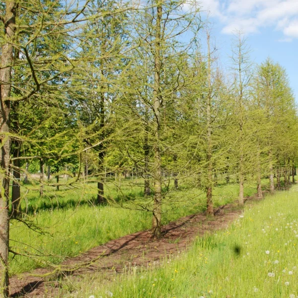 Taxodium distichum var. imbricatum – tisovec dvouřadý var. Imbricatum