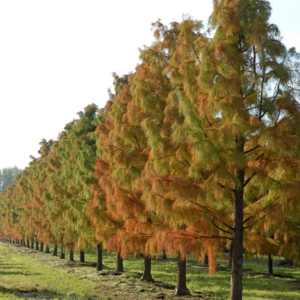 Taxodium distichum 'Nutans' – tisovec dvouřadý 'Nutans'