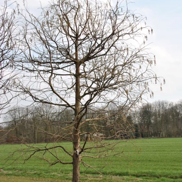Taxodium distichum 'Pendens' – tisovec dvouřadý 'Pendens'