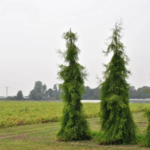 Taxodium distichum 'Pendulum' – tisovec dvouřadý 'Pendulum'