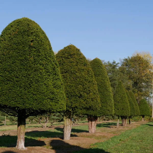 Taxus baccata – Tis červený