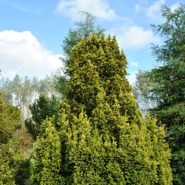Taxus baccata  f. aurea – tis červený f. aurea