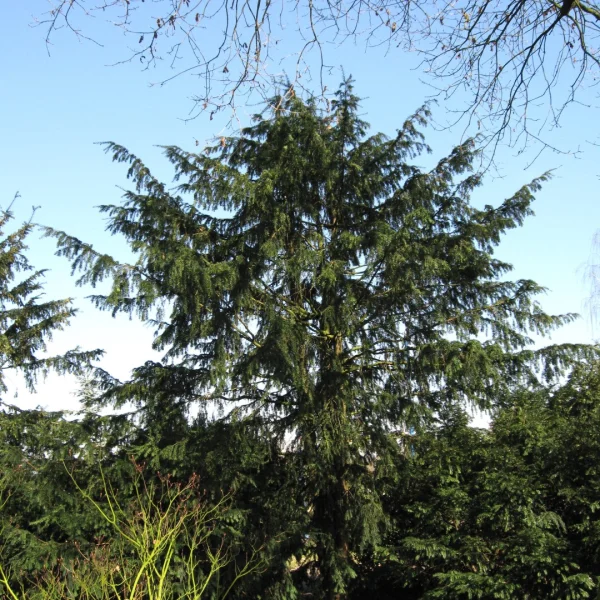 Taxus baccata 'Dovastoniana' – tis červený 'Dovastoniana'