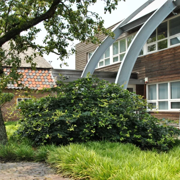 Fagus sylvatica 'Remillyensis' – buk lesní 'Remillyensis'