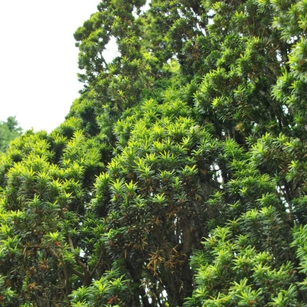 Taxus baccata 'Fastigiata Aureomarginata' – tis červený 'Fastigiata Aureomarginata'