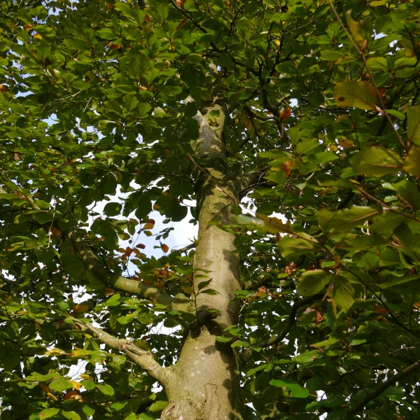 Fagus sylvatica 'Riversii' – buk lesní 'Riversii'