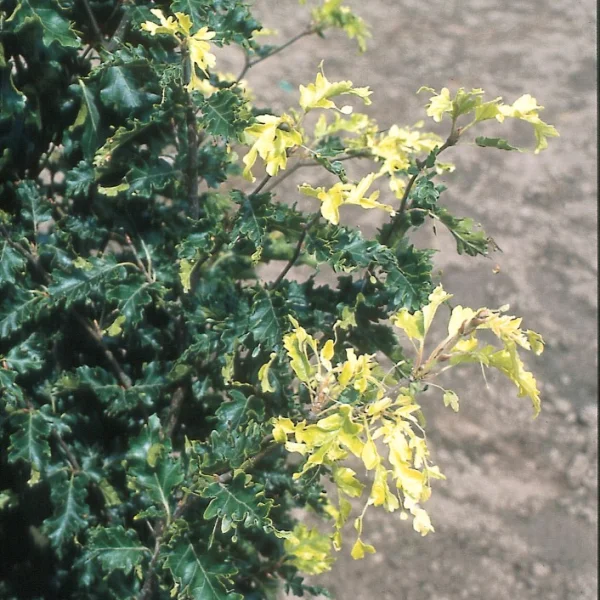 Fagus sylvatica 'Rohan Gold' – buk lesní 'Rohan Gold'
