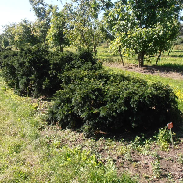 Taxus baccata 'Repandens' – tis červený 'Repandens'