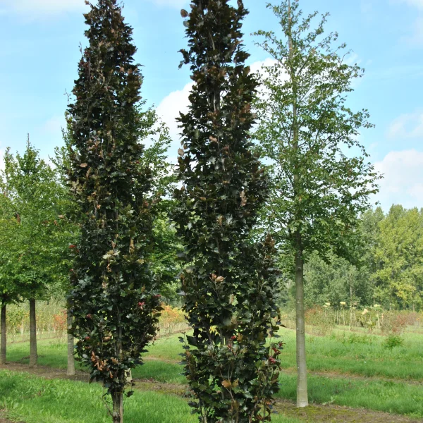 Fagus sylvatica 'Rohan Obelisk' – buk lesní 'Rohan Obelisk'