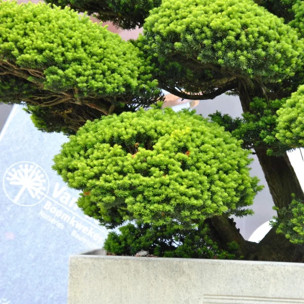Taxus cuspidata – tis japonský