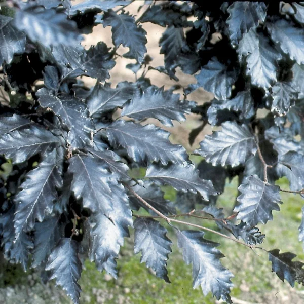 Fagus sylvatica 'Rohan Trompenburg' – buk lesní 'Rohan Trompenburg'