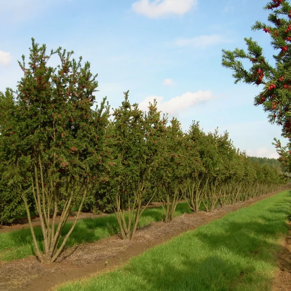 Taxus ×media 'Hicksii' – tis prostřední 'Hicksii'