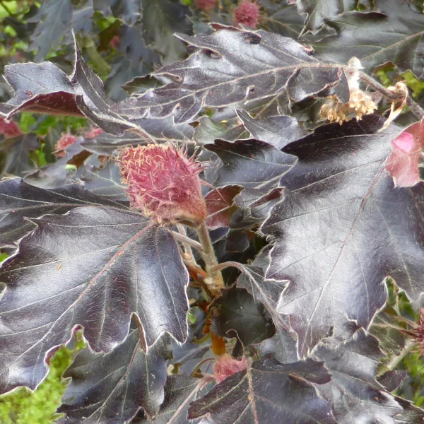 Fagus sylvatica 'Rohanii' – buk lesní 'Rohanii'
