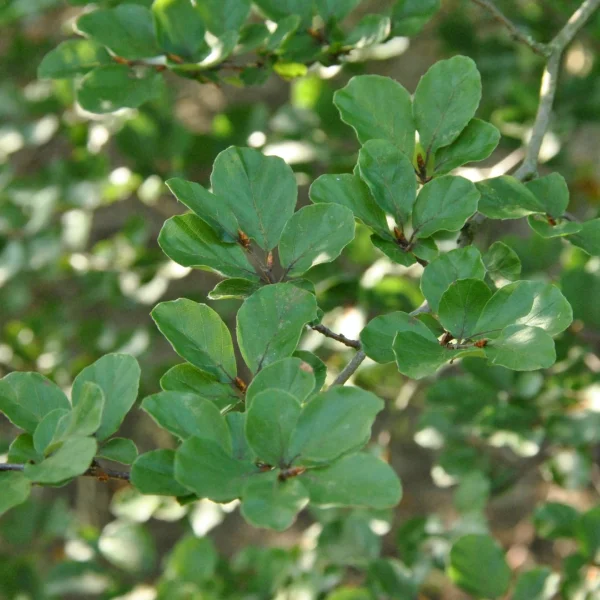 Fagus sylvatica 'Rotundifolia' – buk lesní 'Rotundifolia'