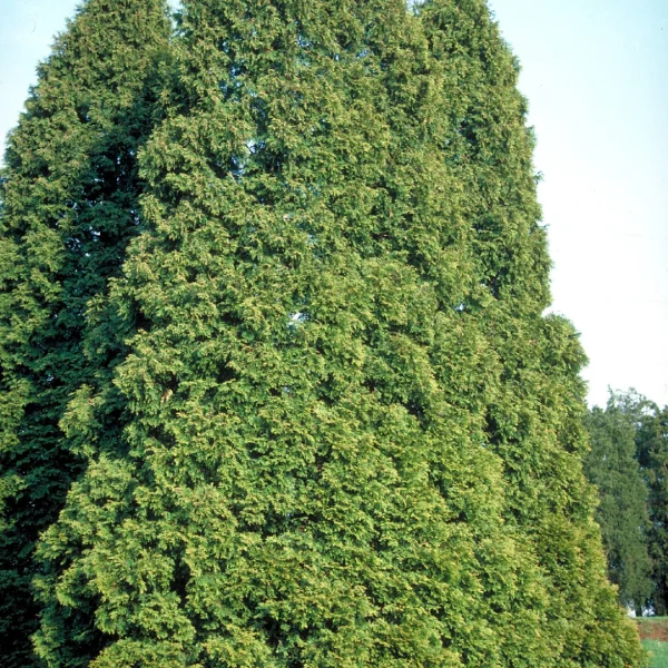 Thuja occidentalis – zerav západní