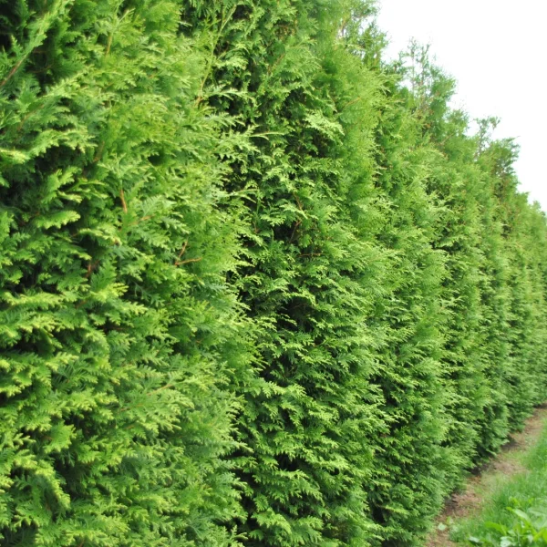 Thuja occidentalis 'Brabant' – zerav západní 'Brabant'