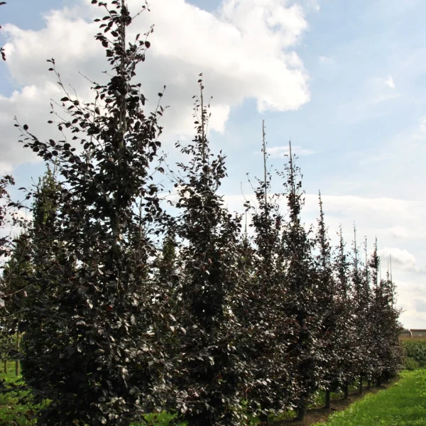 Fagus sylvatica 'Spaethiana' – buk lesní 'Spaethiana'