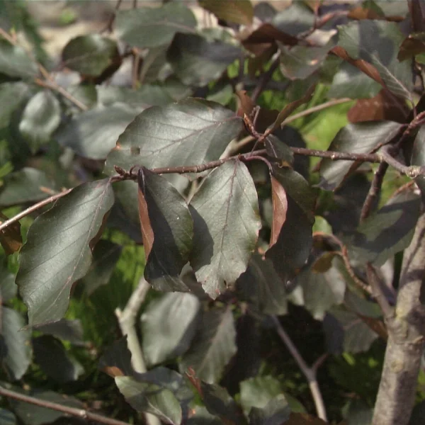 Fagus sylvatica 'Swat Magret' – buk lesní 'Swat Magret'