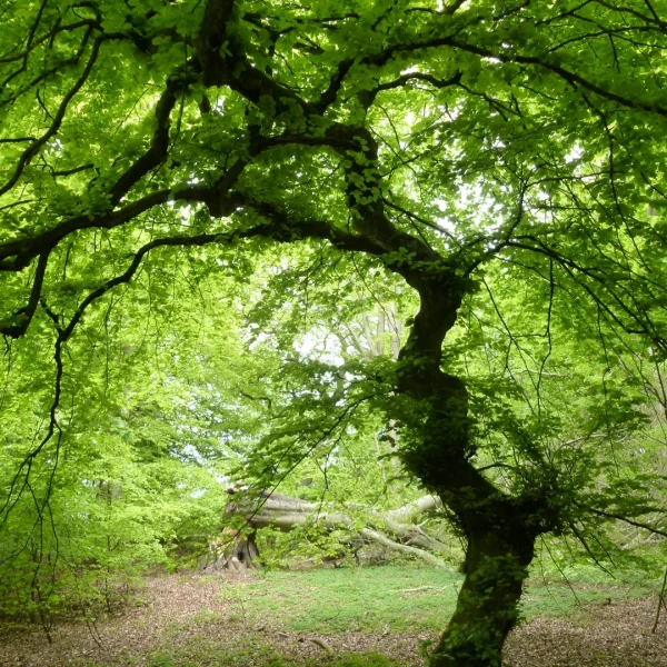Fagus sylvatica 'Tortuosa' – buk lesní  'Tortuosa'