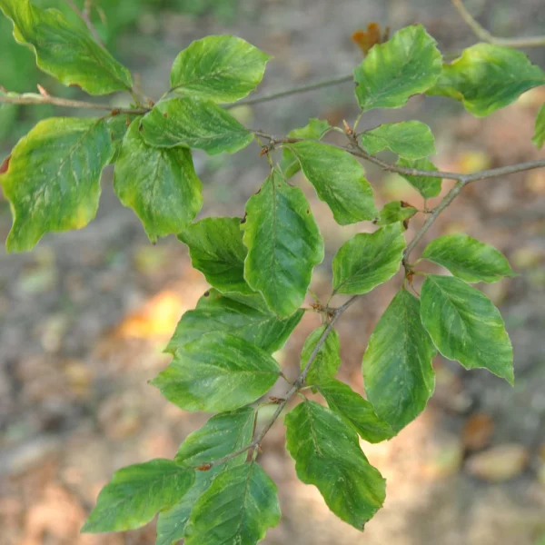 Fagus sylvatica 'Viridivariegata' – buk lesní  'Viridivariegata'