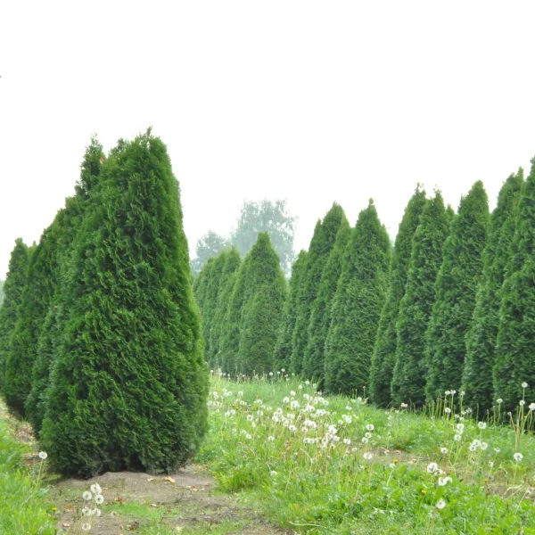 Thuja occidentalis 'Smaragd' – zerav západní 'Smaragd'