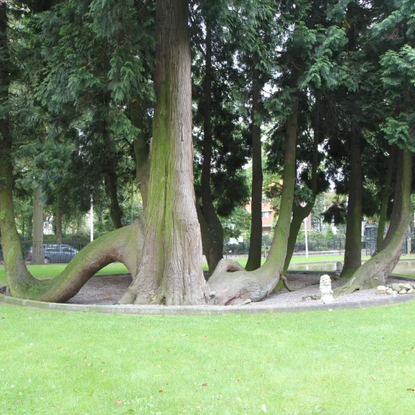 Thuja plicata – zerav obrovský