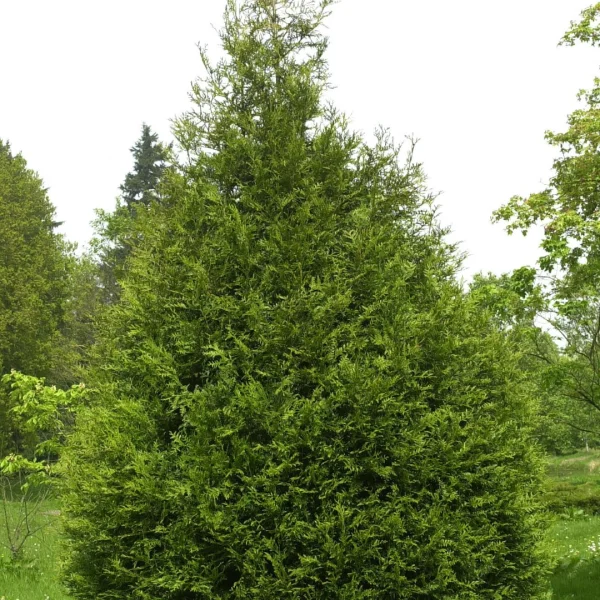 Thuja plicata 'Atrovirens' – zerav obrovský 'Atrovirens'