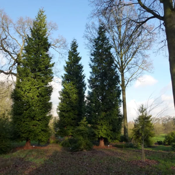 Thuja plicata 'Excelsa' – zerav obrovský 'Excelsa'