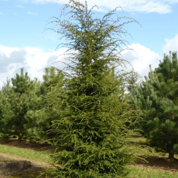 Tsuga canadensis – jedlovec kanadský