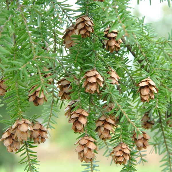 Tsuga heterophylla – jedlovec západní