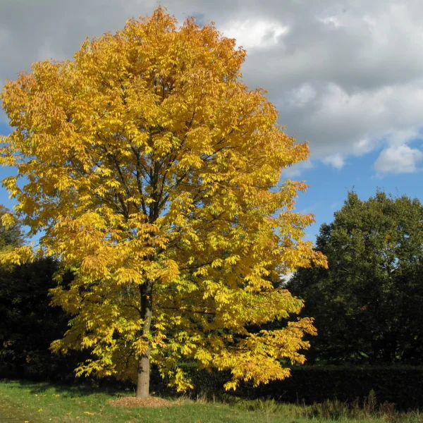 Fraxinus americana – jasan americký