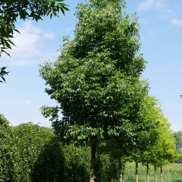 Fraxinus americana 'Autumn Applause' – jasan americký 'Autumn Applause'