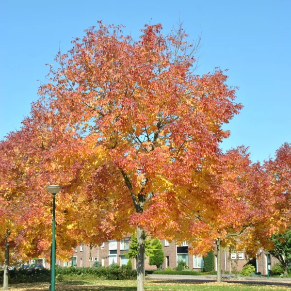 Fraxinus americana var. microcarpa – jasan americký var. Microcarpa