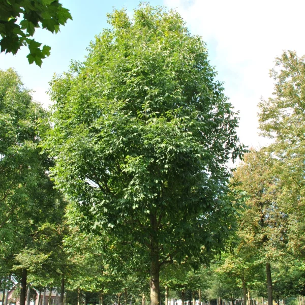 Fraxinus americana 'Skyline' – jasan americký 'Skyline'