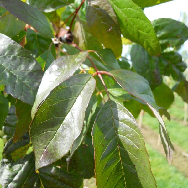 Fraxinus americana WINDY CITY ('Tures') – jasan americký WINDY CITY ('Tures')