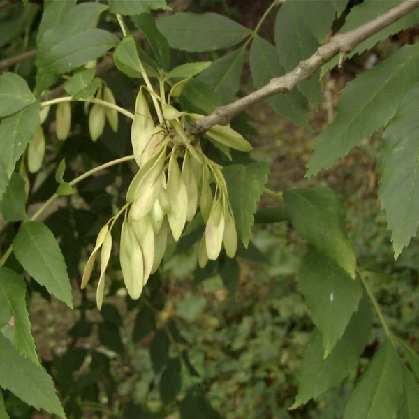Fraxinus angustifolia – jasan úzkolistý