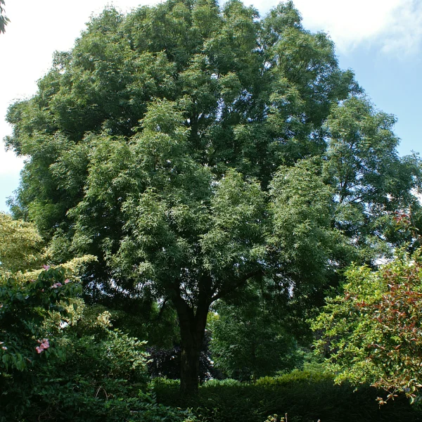 Fraxinus angustifolia 'Elegantissima' – jasan úzkolistý 'Elegantissima'