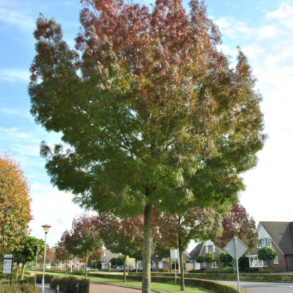 Fraxinus angustifolia 'Raywood' – jasan úzkolistý 'Raywood'