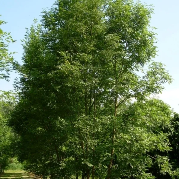 Fraxinus excelsior – jasan ztepilý