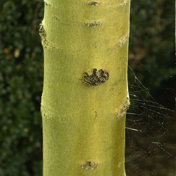 Fraxinus excelsior 'Allgold' – jasan ztepilý 'Allgold'