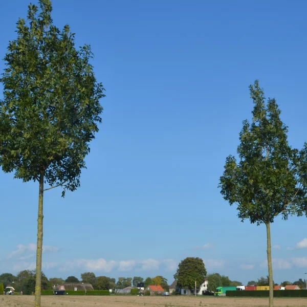 Fraxinus excelsior 'Altena' – jasan ztepilý 'Altena'