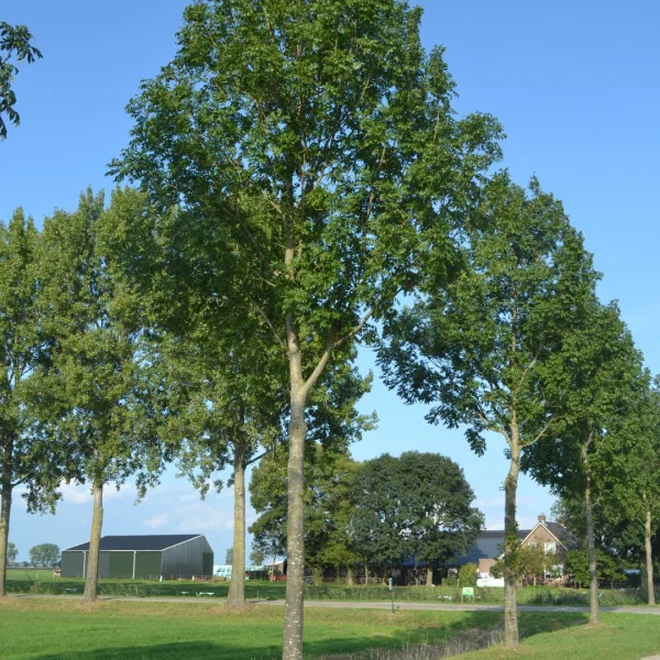 Fraxinus excelsior 'Atlas' – jasan ztepilý 'Atlas'