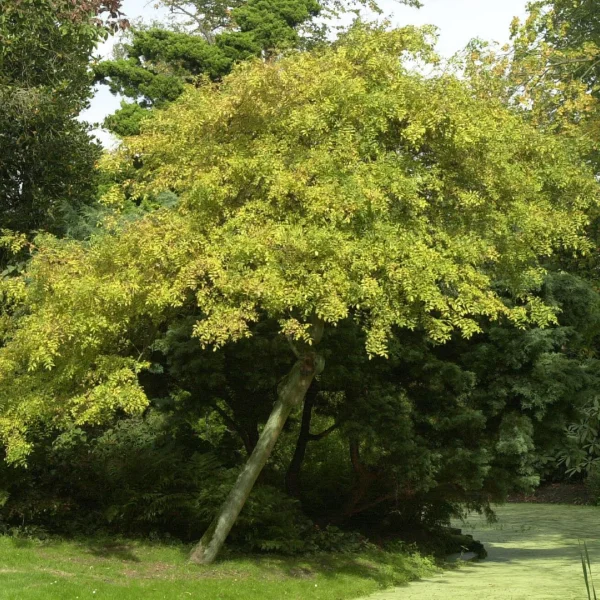 Fraxinus excelsior 'Aurea Pendula' – jasan ztepilý 'Aurea Pendula'
