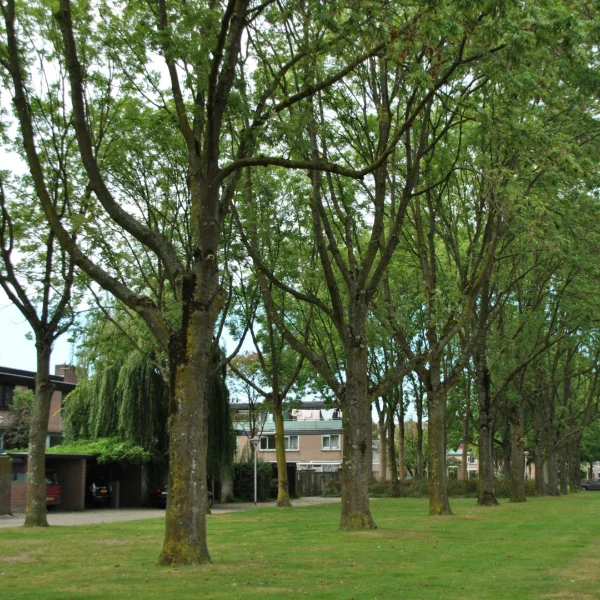 Fraxinus excelsior 'Eureka' – jasan ztepilý 'Eureka'