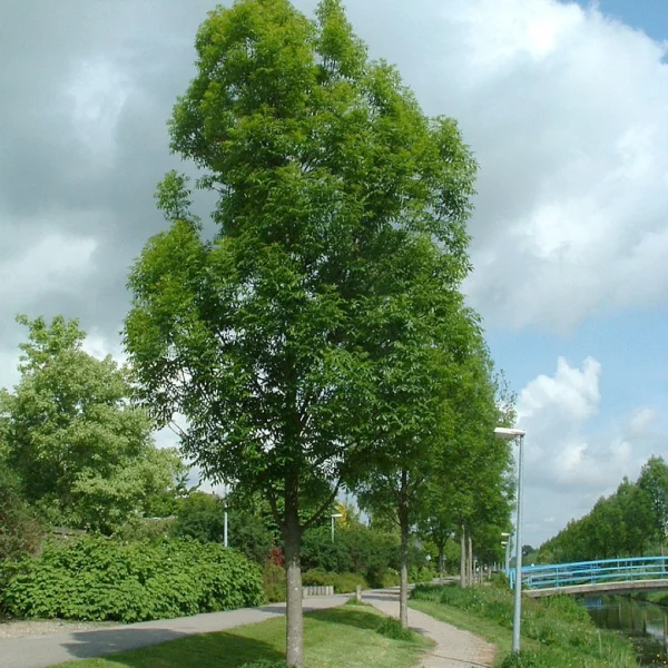 Fraxinus excelsior 'Geessink' – jasan ztepilý 'Geessink'