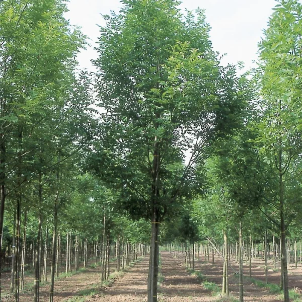 Fraxinus excelsior 'Grift' – jasan ztepilý 'Grift'