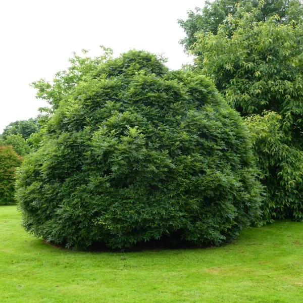 Fraxinus excelsior 'Nana' – jasan ztepilý 'Nana'