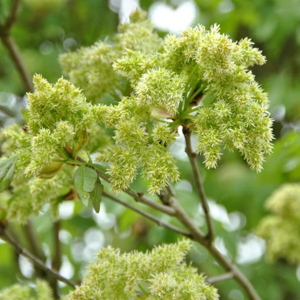 Fraxinus ornus – jasan zimnář