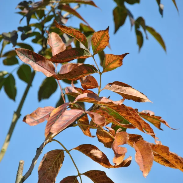 Fraxinus ornus 'Louisa Lady' – jasan zimnář 'Louisa Lady'