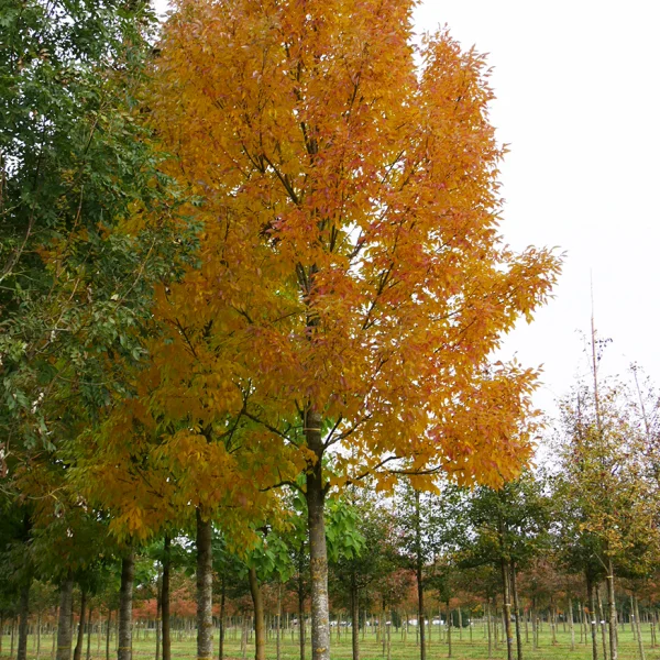 Fraxinus pennsylvanica CIMMARON ('Cimmzam') – jasan pensylvánský  CIMMARON ('Cimmzam')